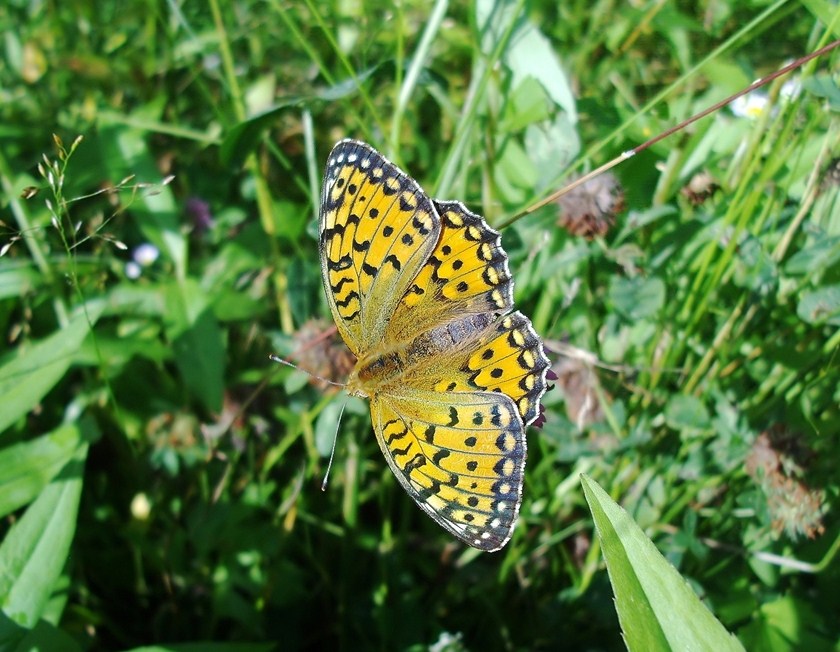 Farfalle di Valtellina, Valchiavenna, V.Poschiavo, Bregaglia